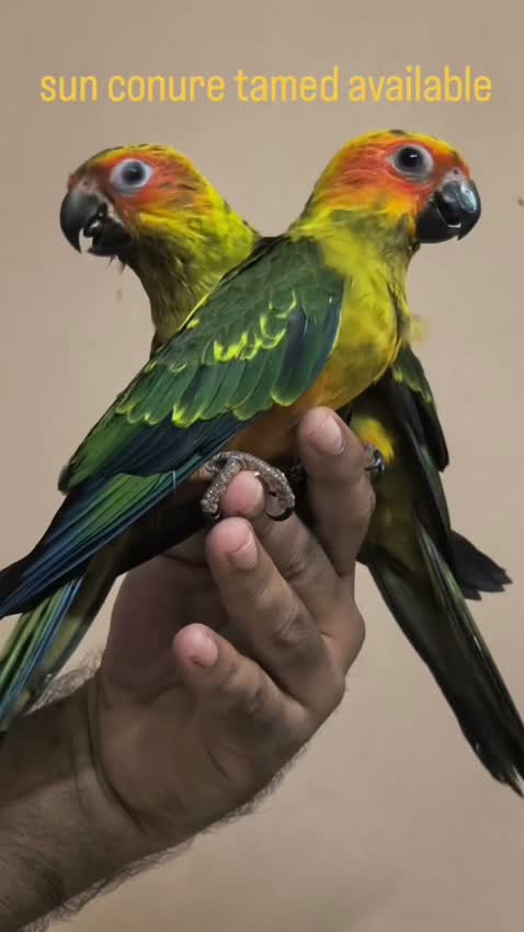 Sun Conure, farm video