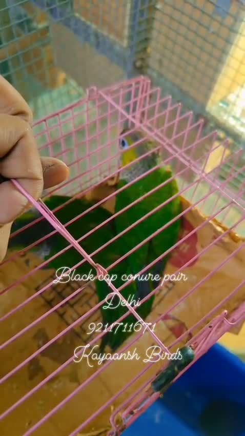 Small Cheek Conure, farm video