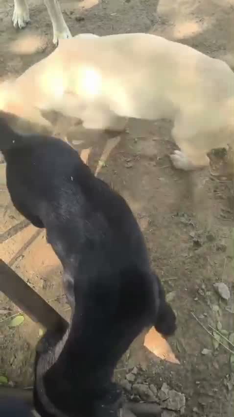 Dachshund Puppy | Brown & Tan, farm video