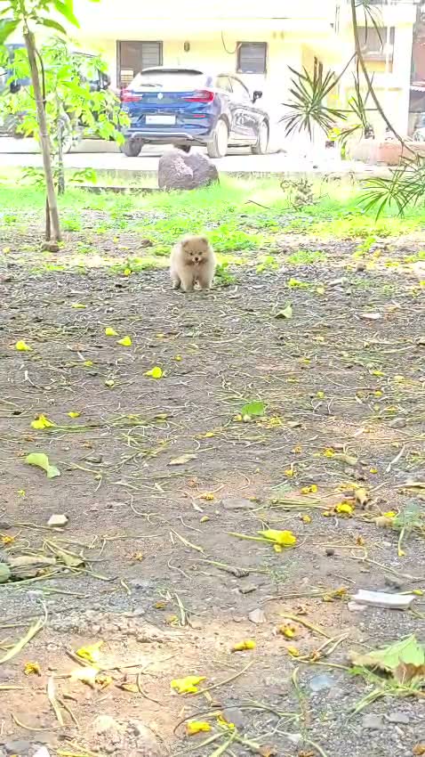 Pomeranian Puppy, farm video