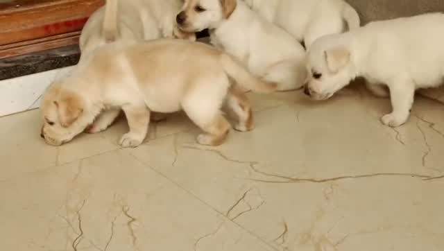 Beagle Black & Tan Puppy, farm video