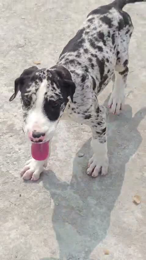 Great Dane Puppy, farm video