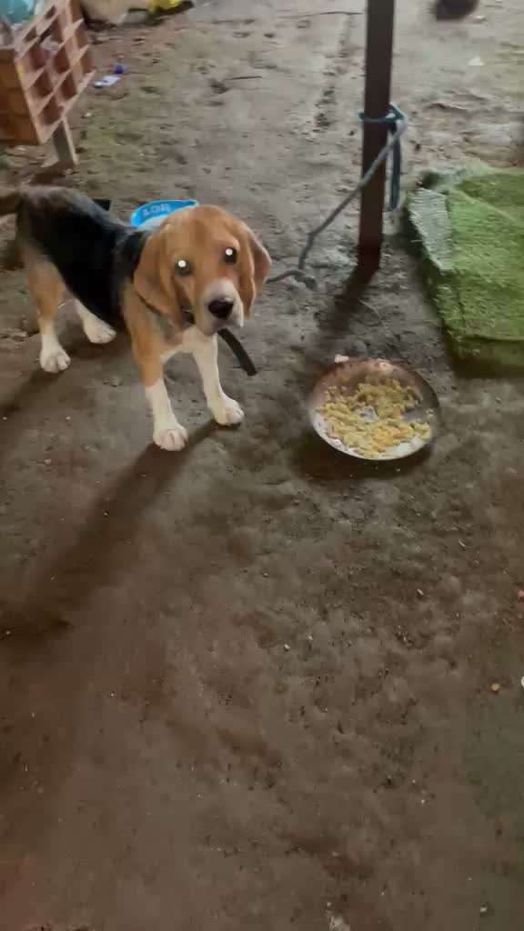 Beagle Black & Tan Puppy, farm video
