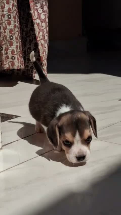 Beagle Black & Tan Puppy, farm video