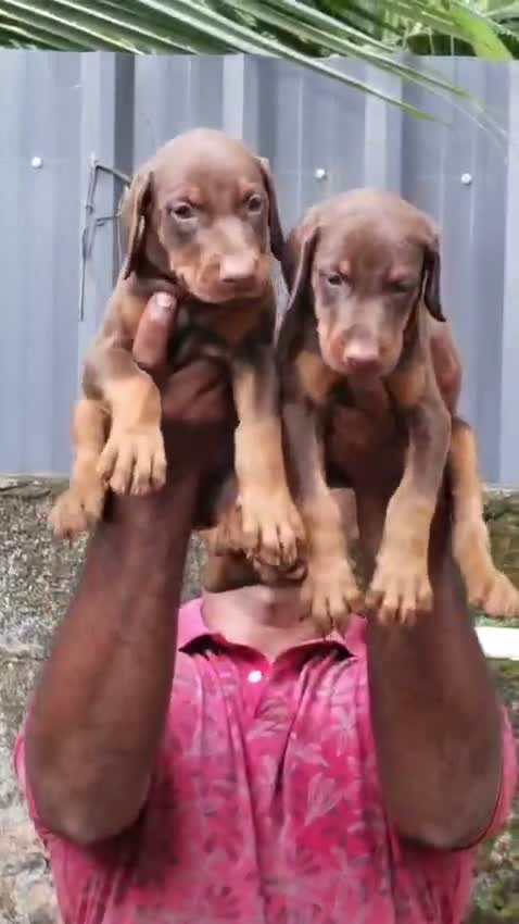 Dachshund Puppy | Brown, farm video