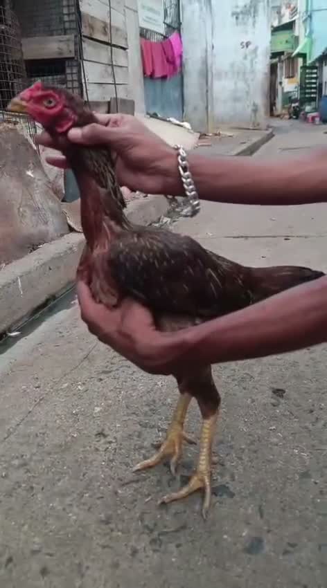 Fantail Pigeon, farm video