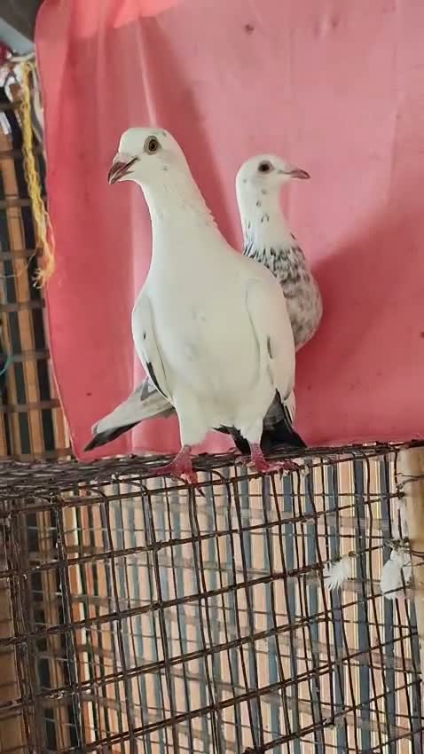 Fantail Pigeon, farm video