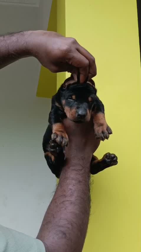 Dachshund Puppy | Brown & Tan, farm video