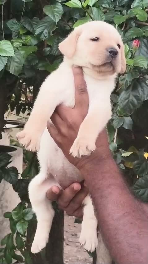 Dachshund Puppy | Brown & Tan, farm video