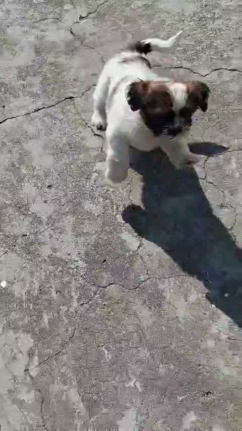 Shih Tzu | Black Color, farm video