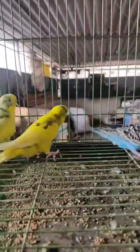 Budgies | Fallow, farm video