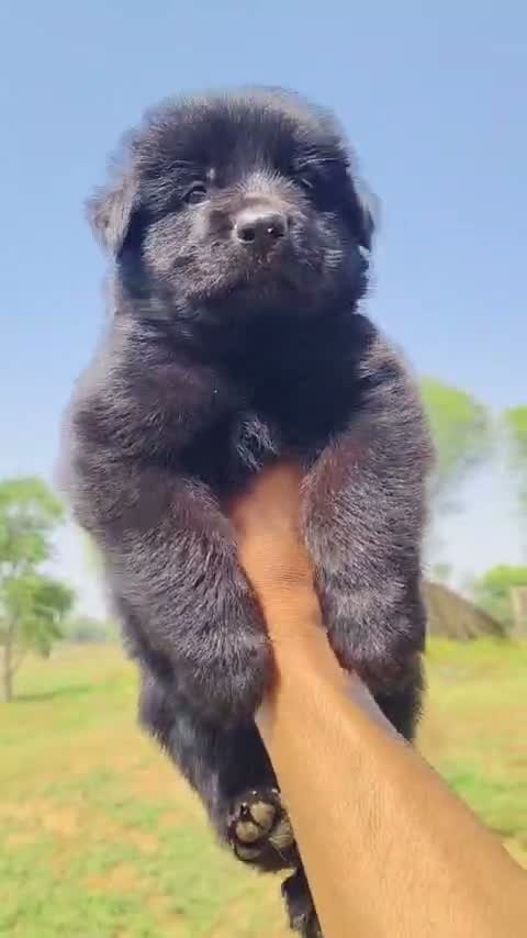 German Shepherd Puppy, farm video