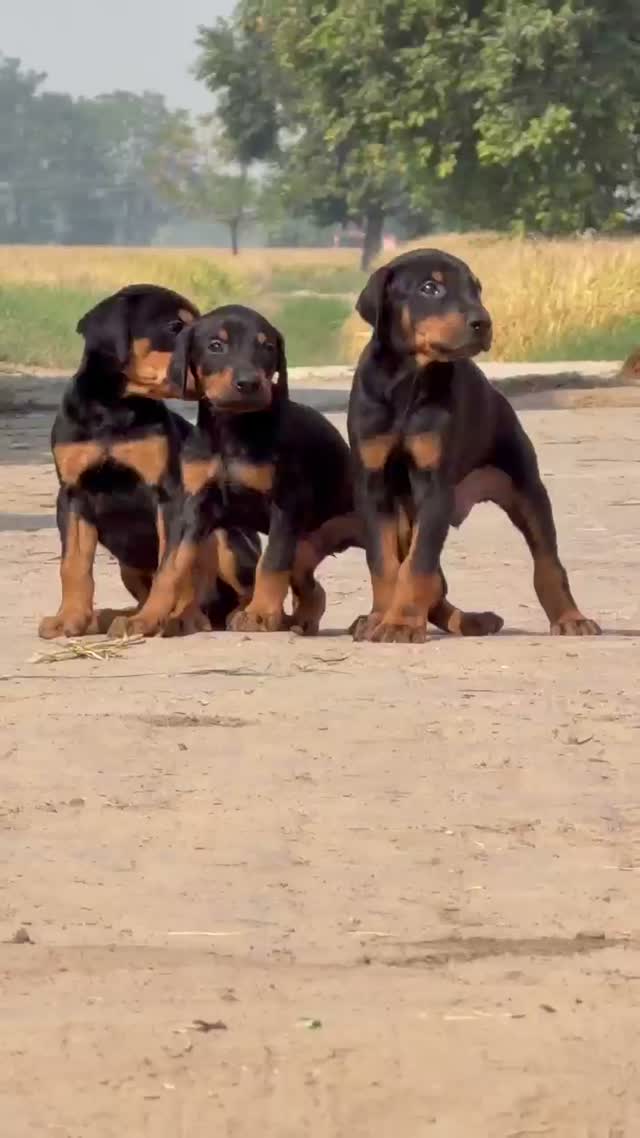 European Doberman Puppy | Black & Tan, farm video