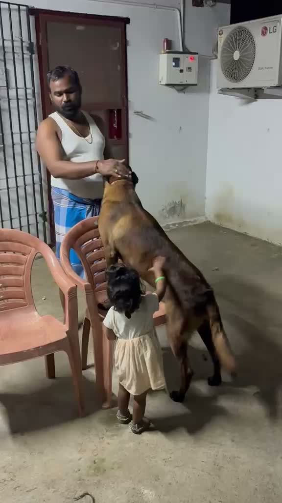Belgian Malinois Puppy, farm video
