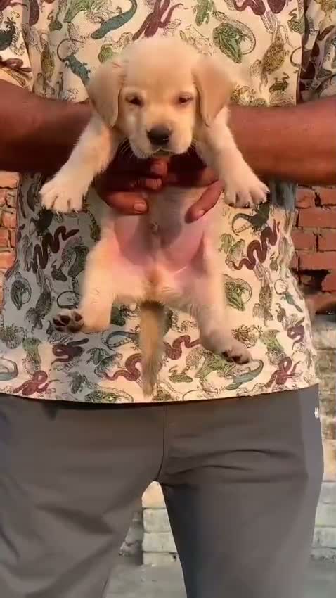Beagle Black & Tan Puppy, farm video