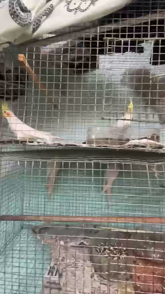 Cockatiel, farm video