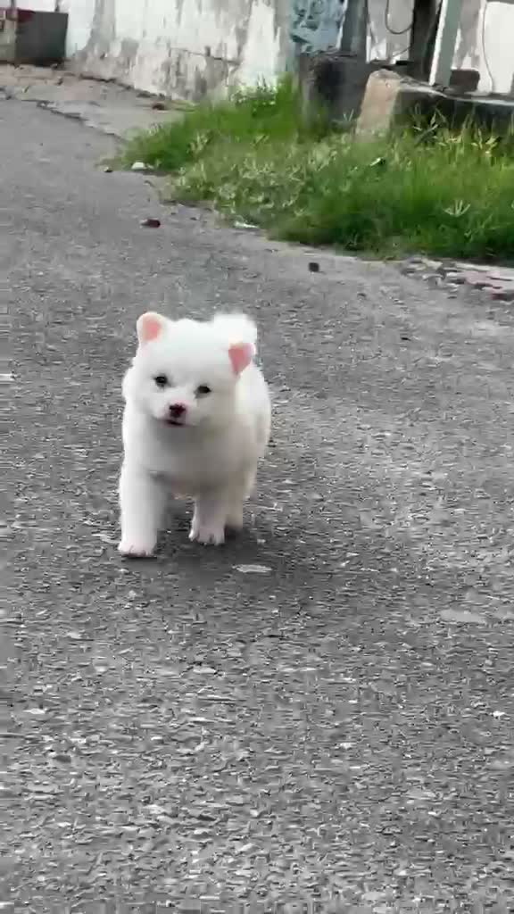 Culture Toy Pom Puppy | Black, farm video