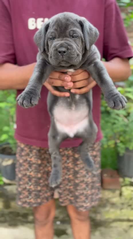 Dachshund Puppy | Brown & Tan, farm video