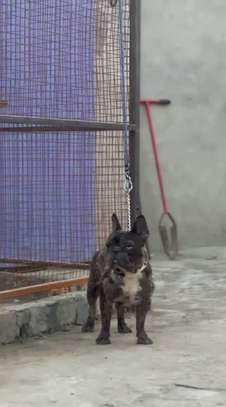 Dachshund Puppy | Brown, farm video