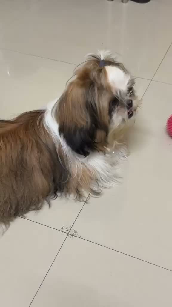 Shih Tzu | Black Color, farm video