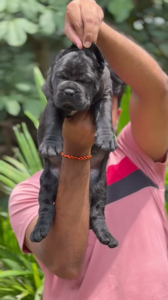 Cane Corso Puppy, farm video