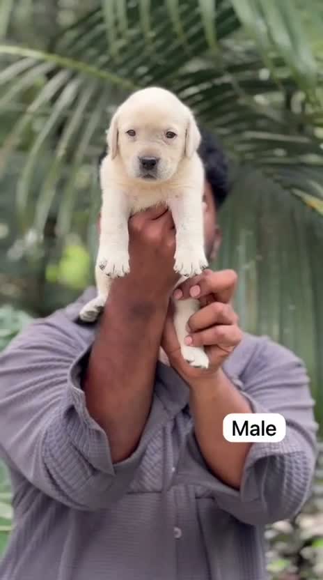 Beagle Black & Tan Puppy, farm video