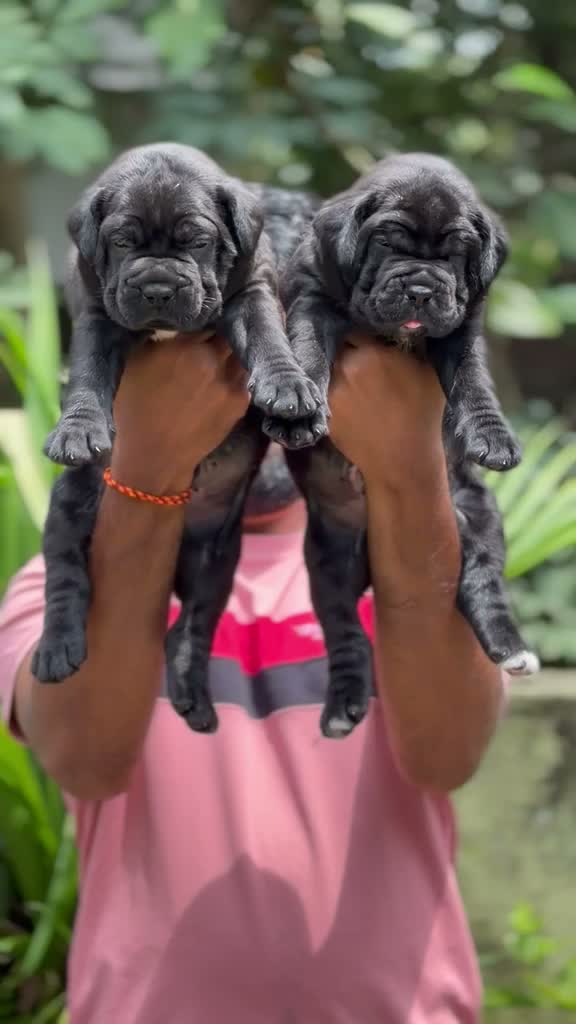 Cane Corso Puppy, farm video