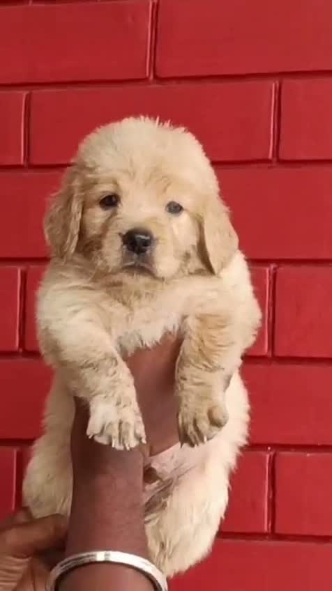 Golden Retriever, farm video