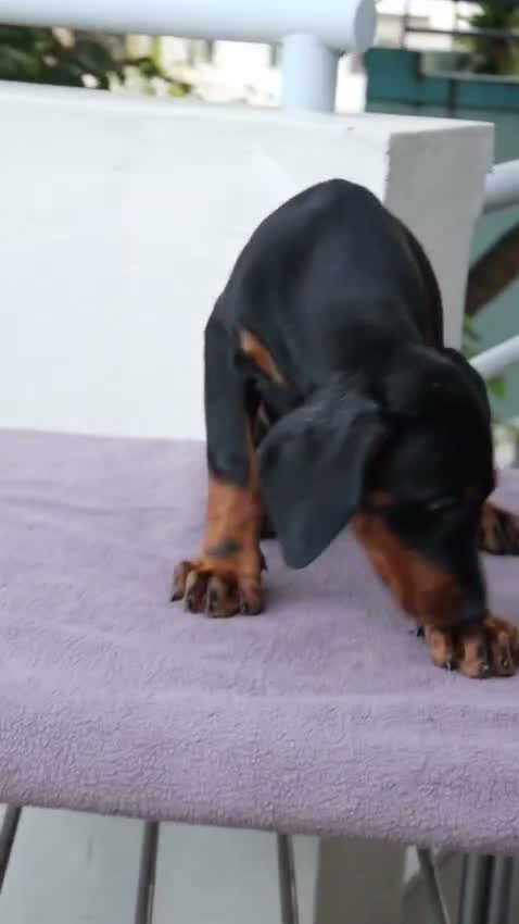 Doberman Pinscher Puppy, farm video
