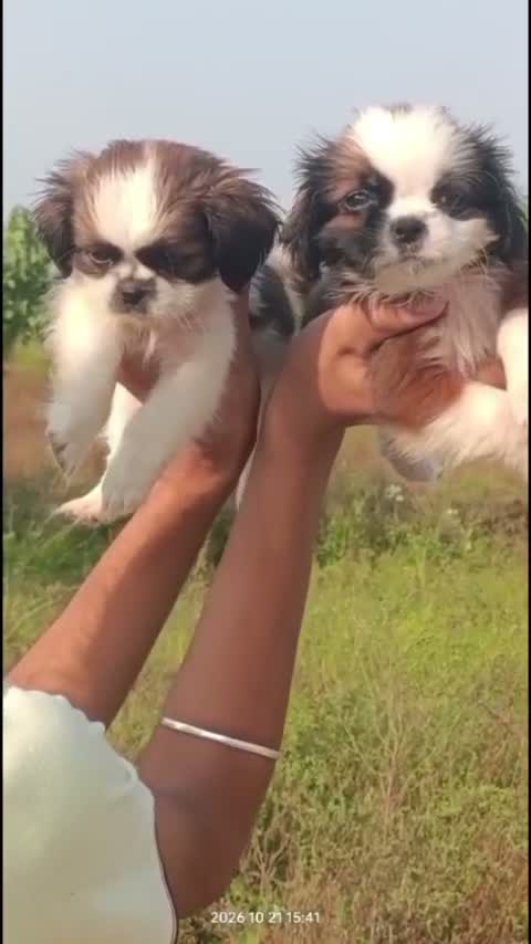 Shih Tzu | Black Color, farm video