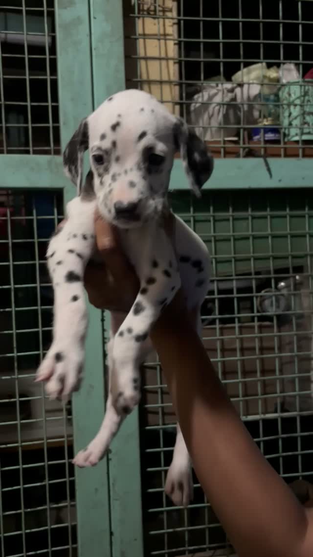 Dachshund Puppy | Brown, farm video