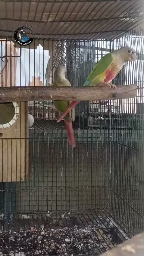 Pineapple Headed Conure, farm video