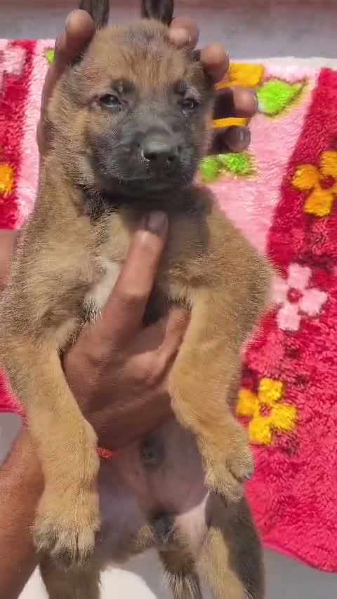 Belgian Malinois Puppy, farm video