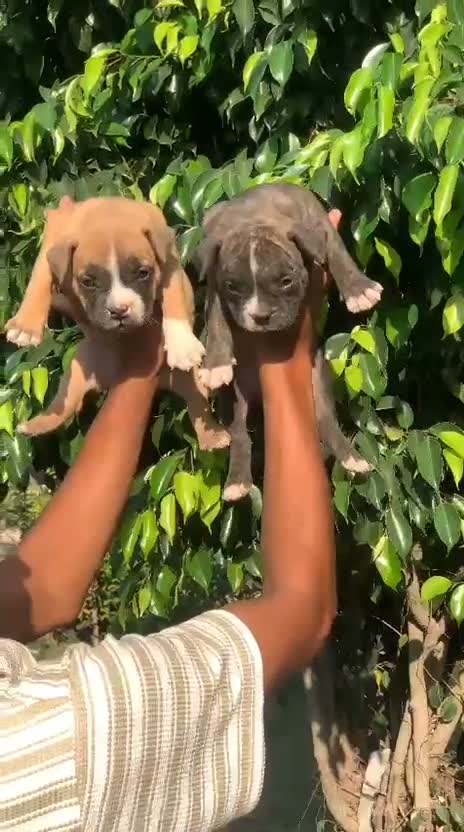 American Bully Pocket Size Puppy, farm video