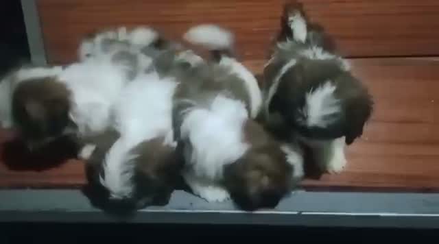 Shih Tzu | Black Color, farm video