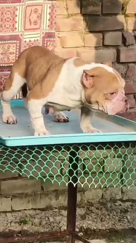American Bully XL Size Puppy, farm video