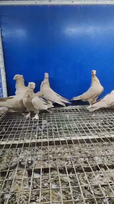 Fantail Pigeon, farm video