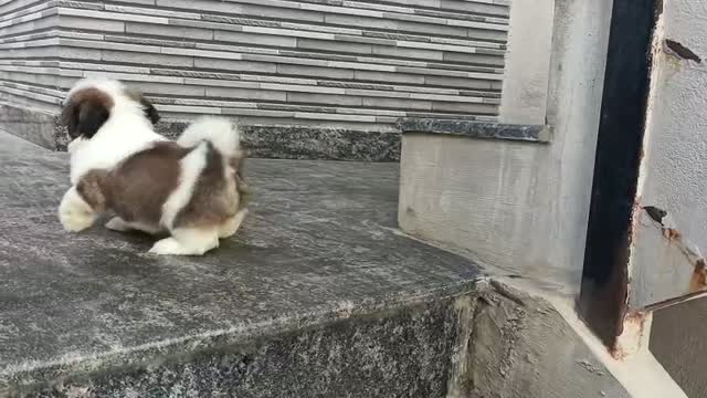 Shih Tzu | Black Color, farm video
