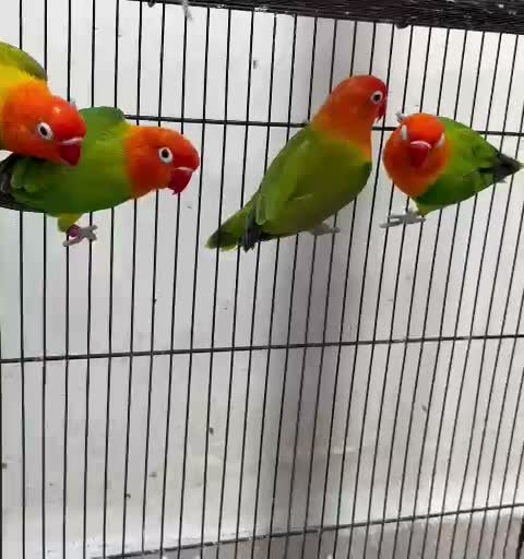 Fischer's Lovebird, farm video