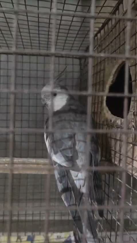 Cockatiel, farm video