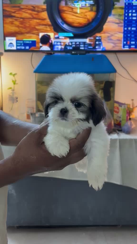 Shih Tzu | Black Color, farm video