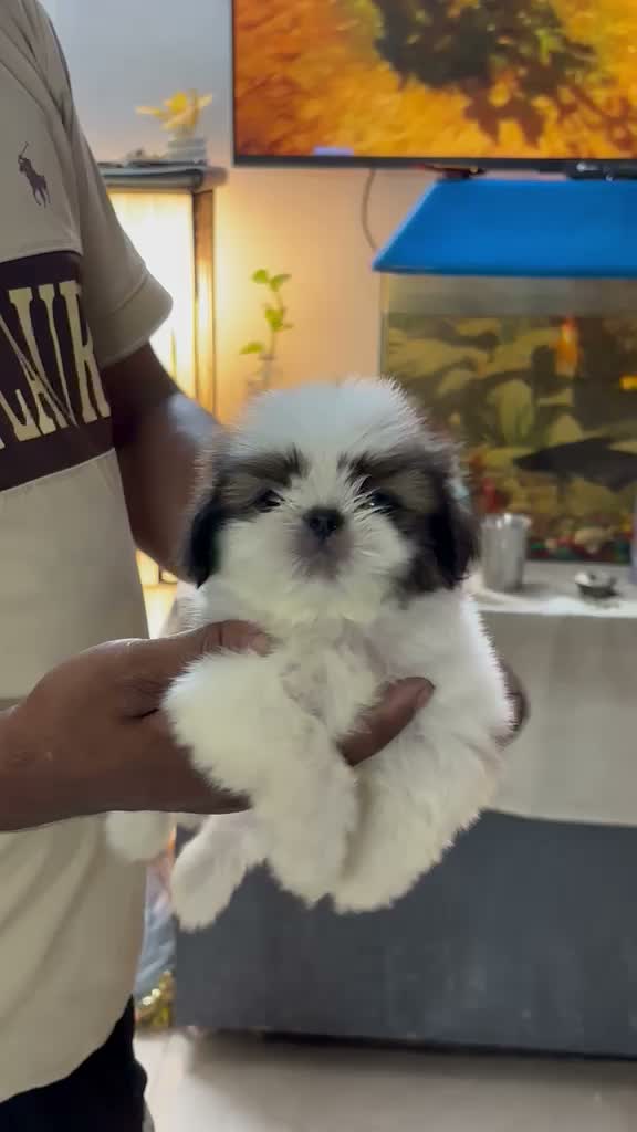 Shih Tzu | Black Color, farm video