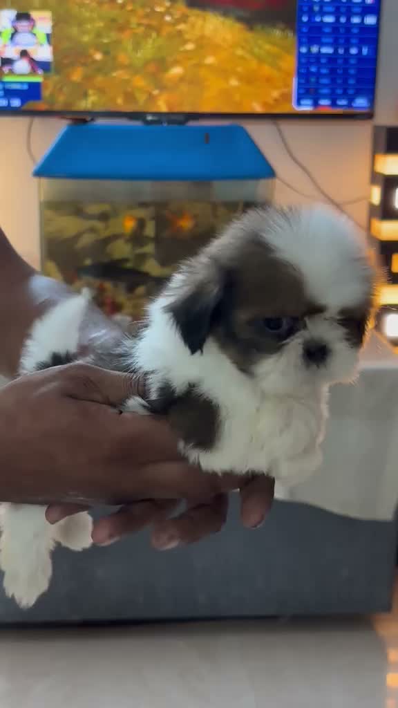 Shih Tzu | Black Color, farm video