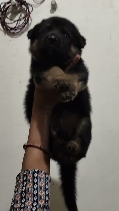 German Shepherd Puppy, farm video