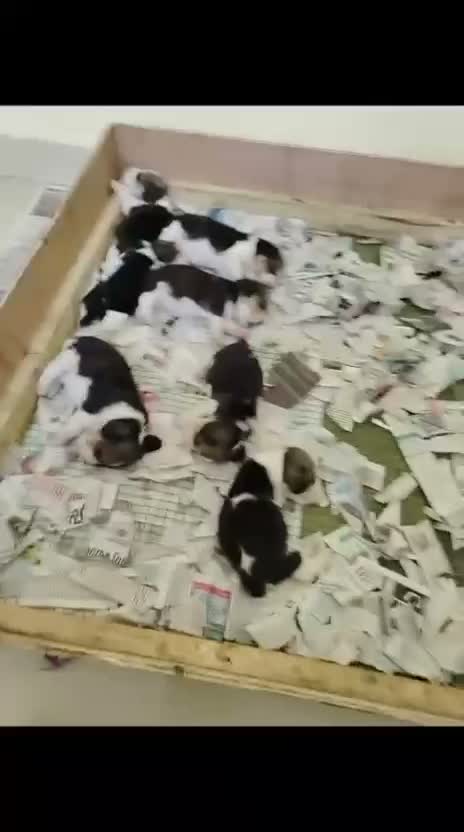 Dachshund Puppy | Brown, farm video