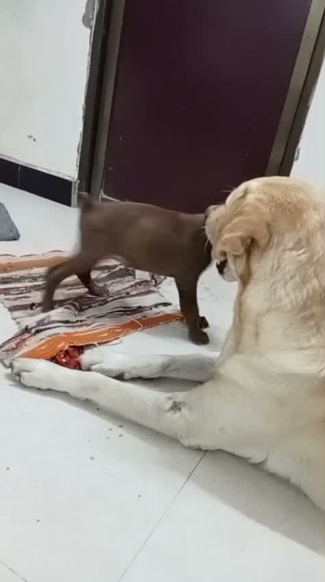 Doberman Pinscher Puppy, farm video