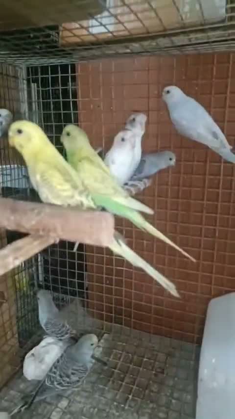 Budgies | Fallow, farm video