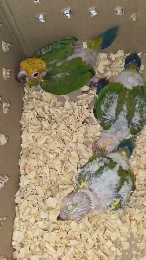 Sun Conure, farm video