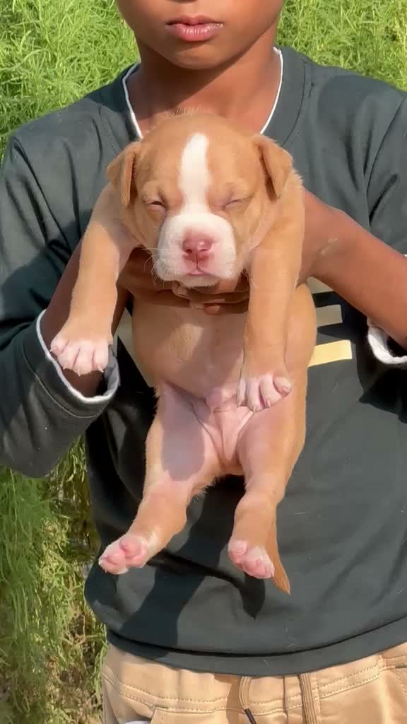 American Bully XXL Size Puppy, farm video