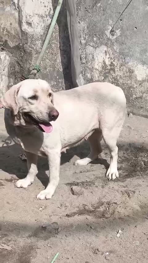 Dachshund Puppy | Brown & Tan, farm video